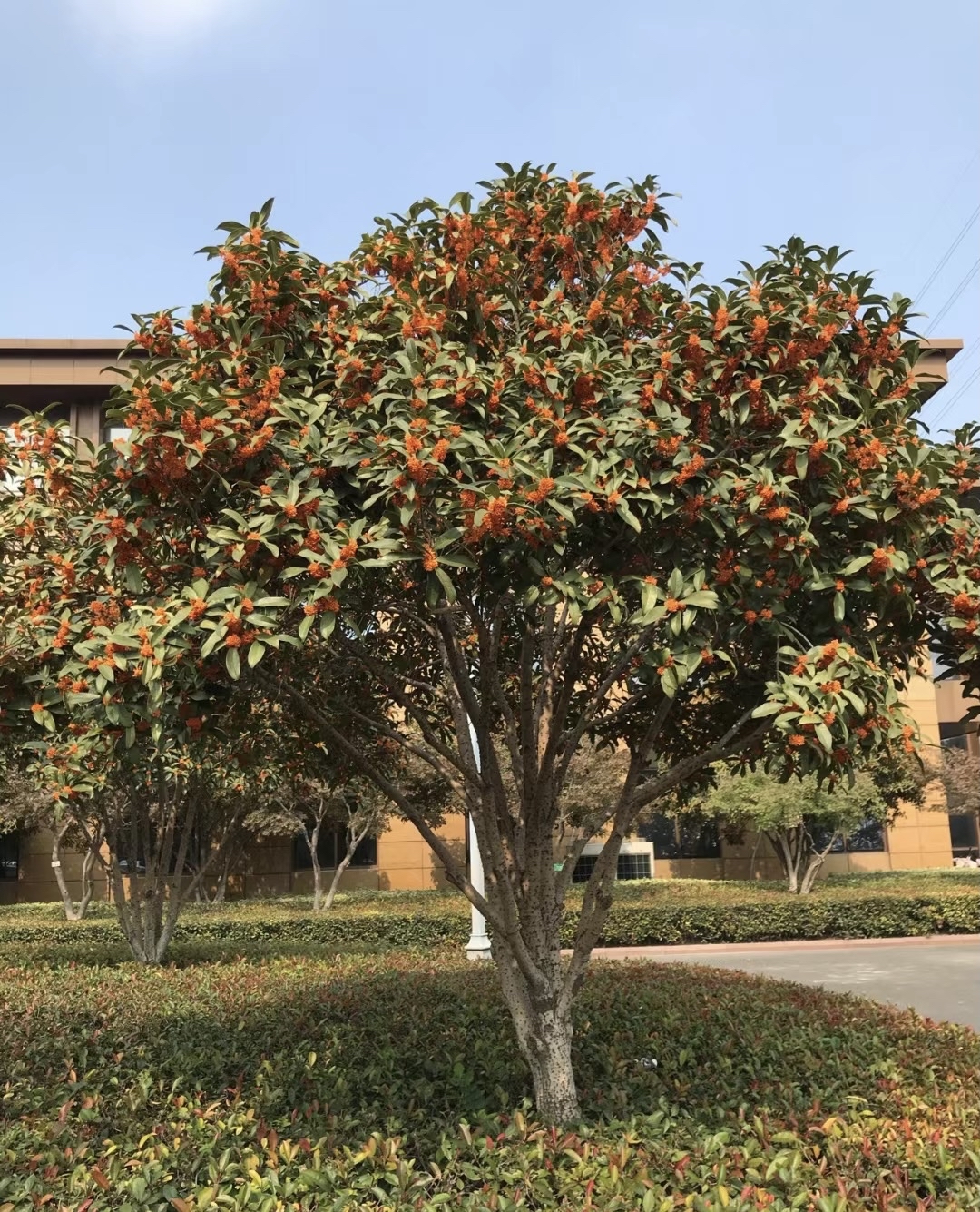 桂花树图例图片