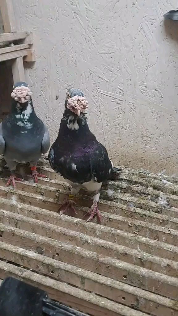 大鼻子信鸽 鸽子 观赏鸽