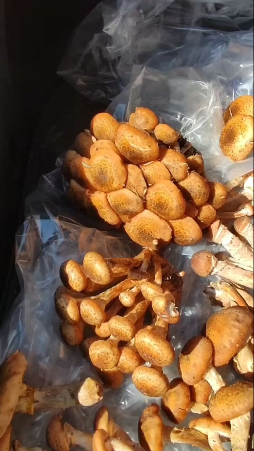 我今天在市场买点新鲜榛蘑,十二元一斤,还有松塔七元一个,贵不