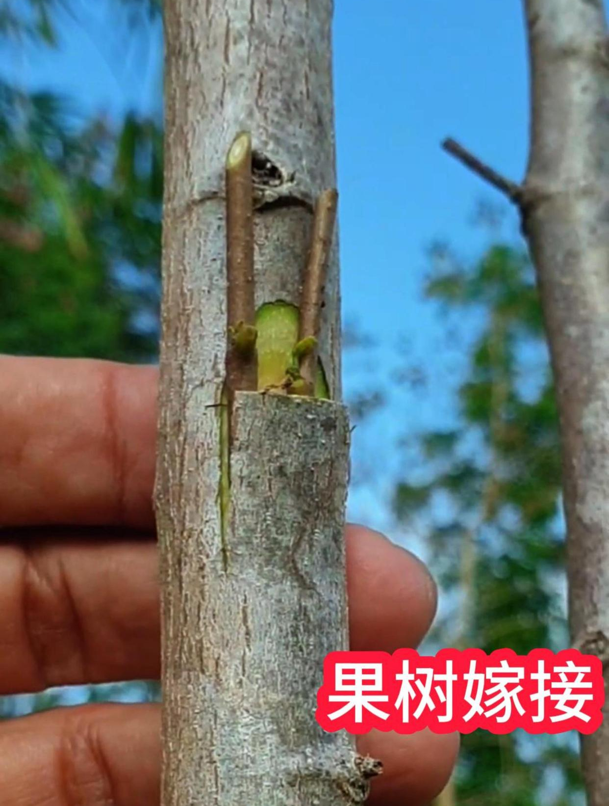 果树插枝嫁接的操作过程,一看就会,简单易学,成活率高