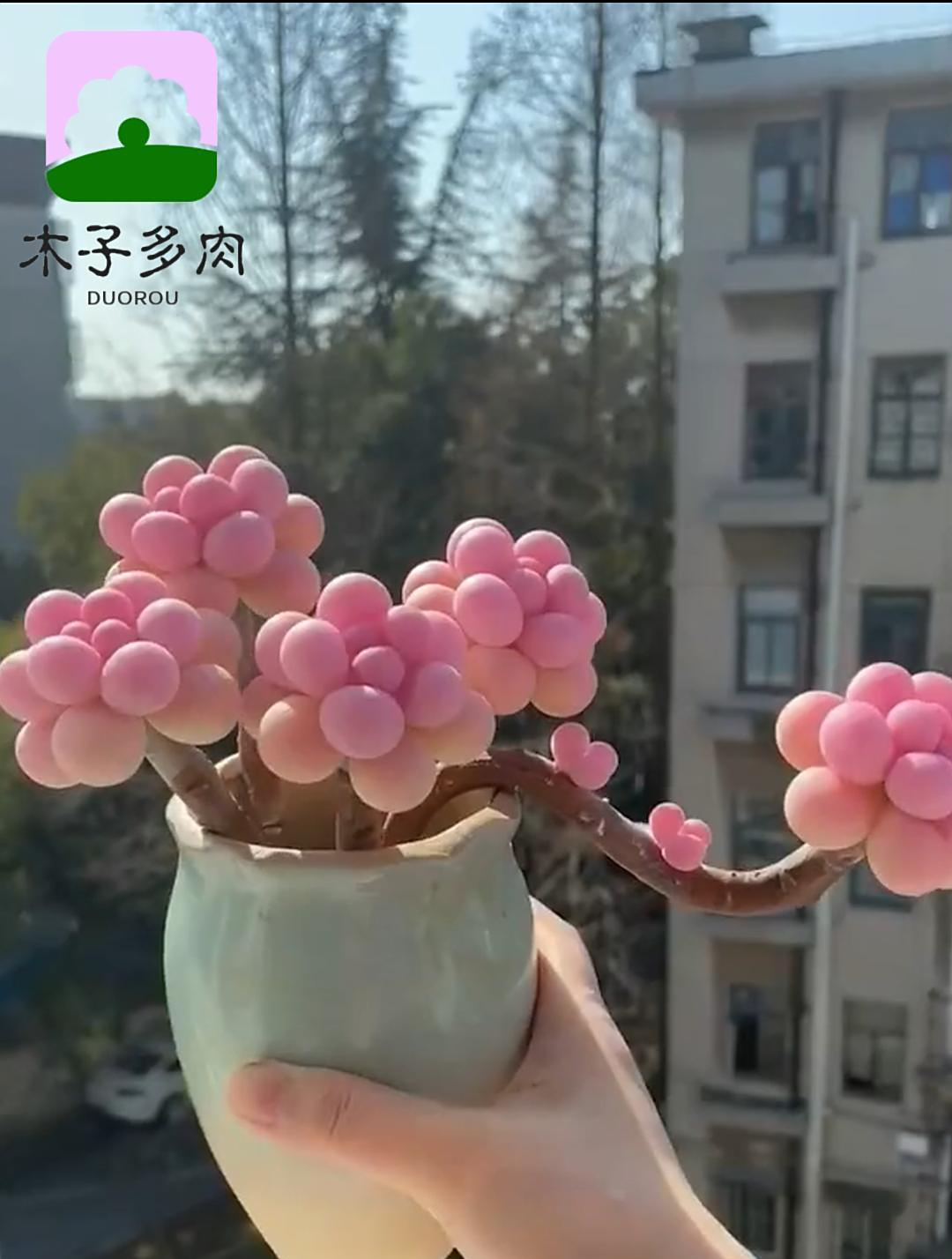 桃蛋多肉,爱生活爱养花