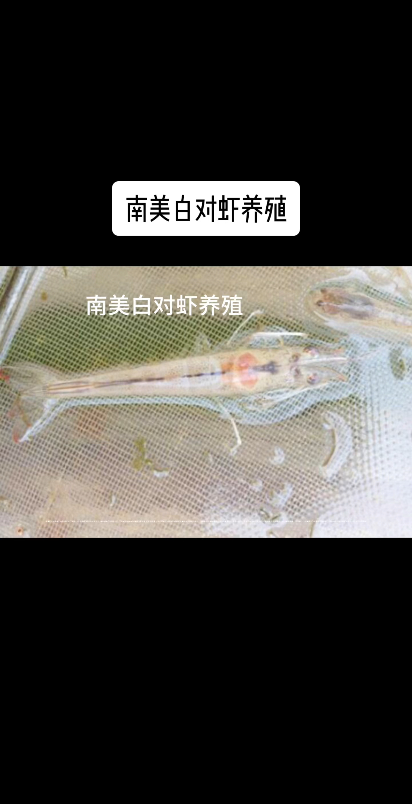 猛加料造成的后果#南美白对虾养殖 #养虾人