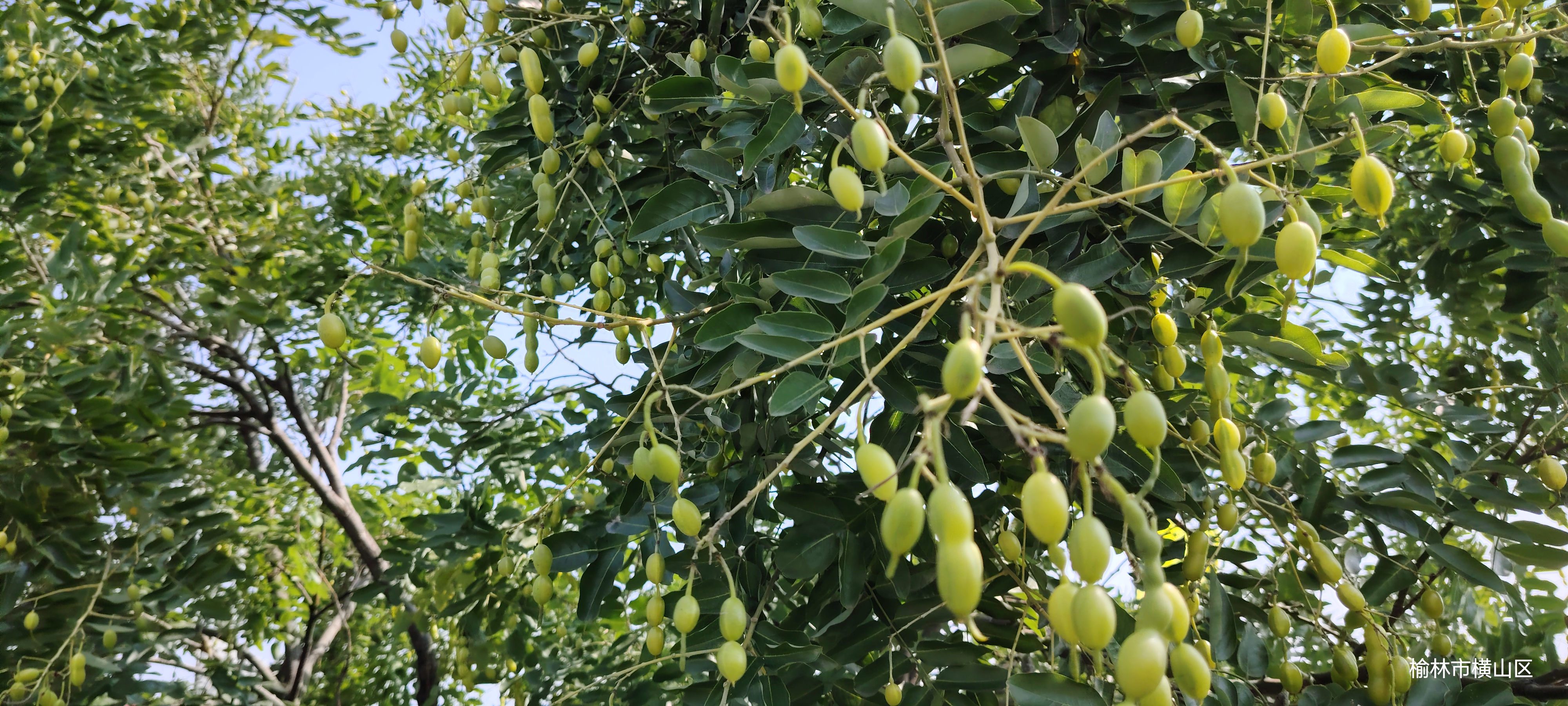 南方人到北方总能解锁一些新知识,这种树在北方的高速服务区总能看到