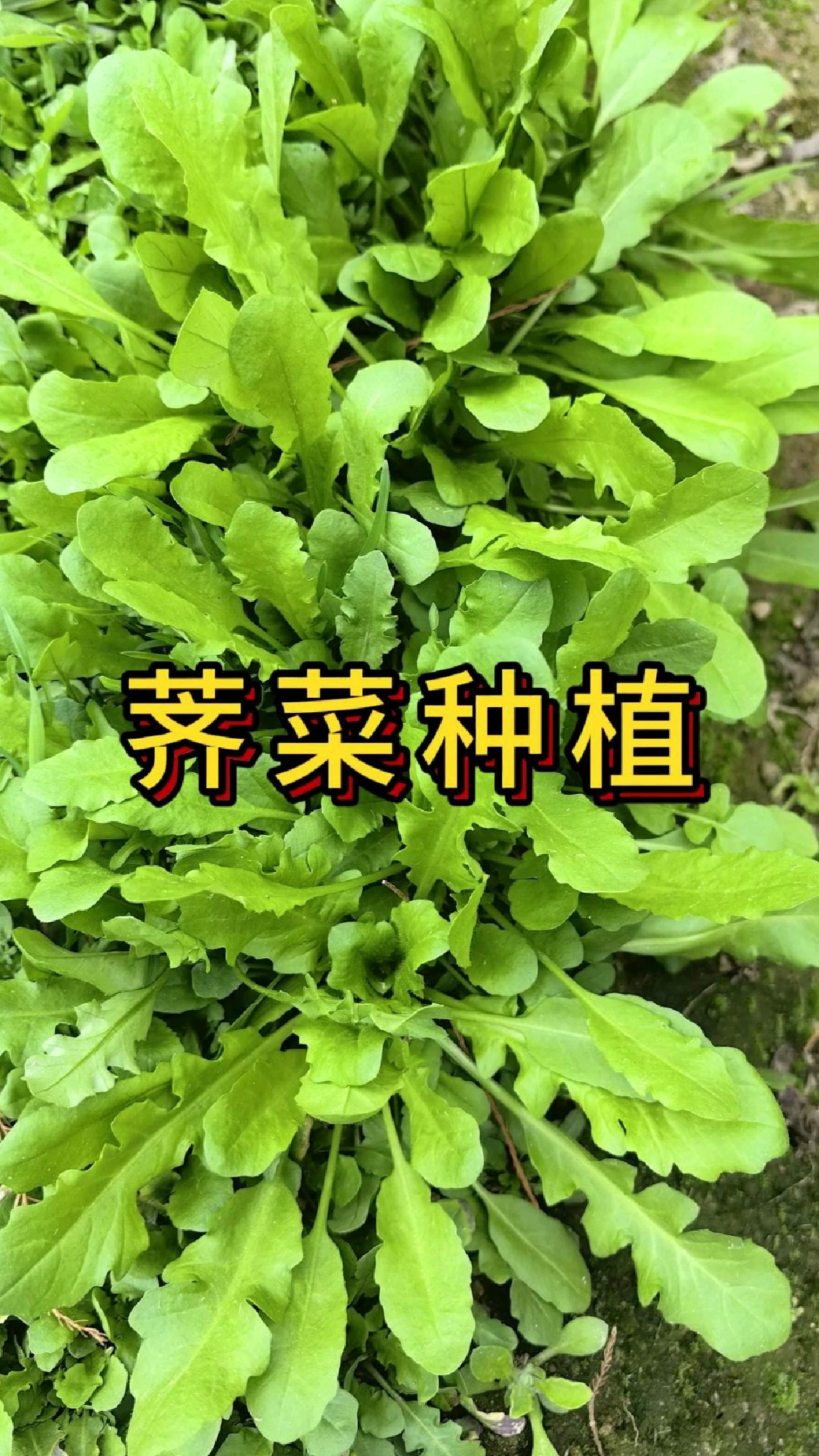 芥菜读音及图片图片