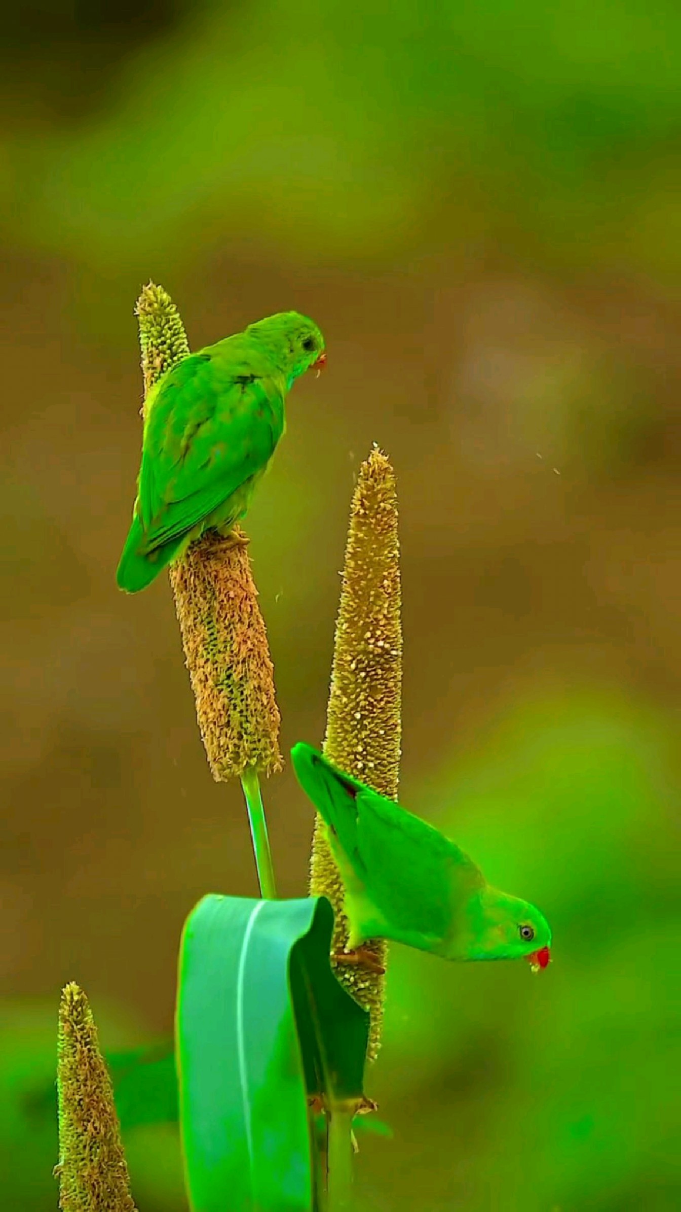 魅力自然,绿鹦鹉