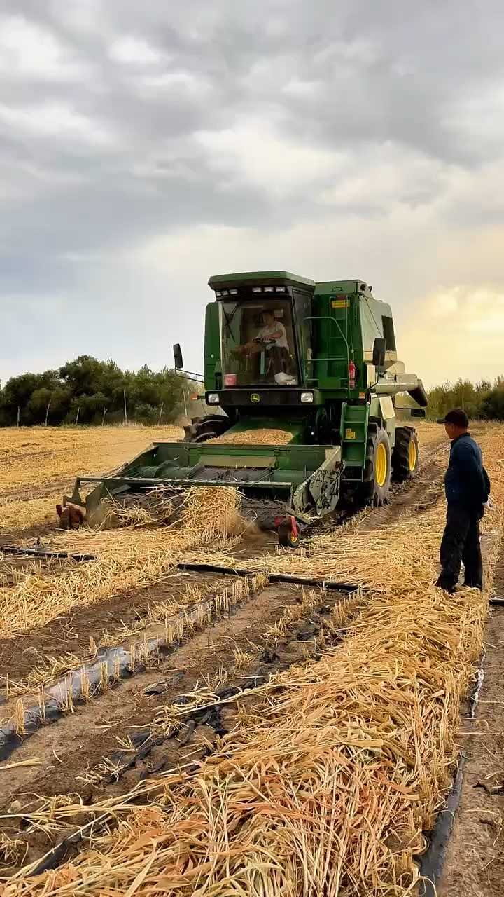 内蒙赤峰小米大丰收