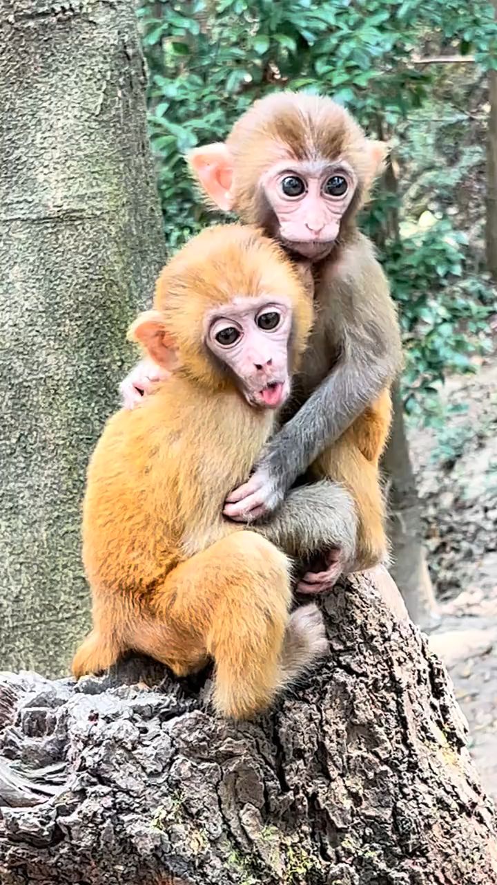 两只感情甚好的小猴子.