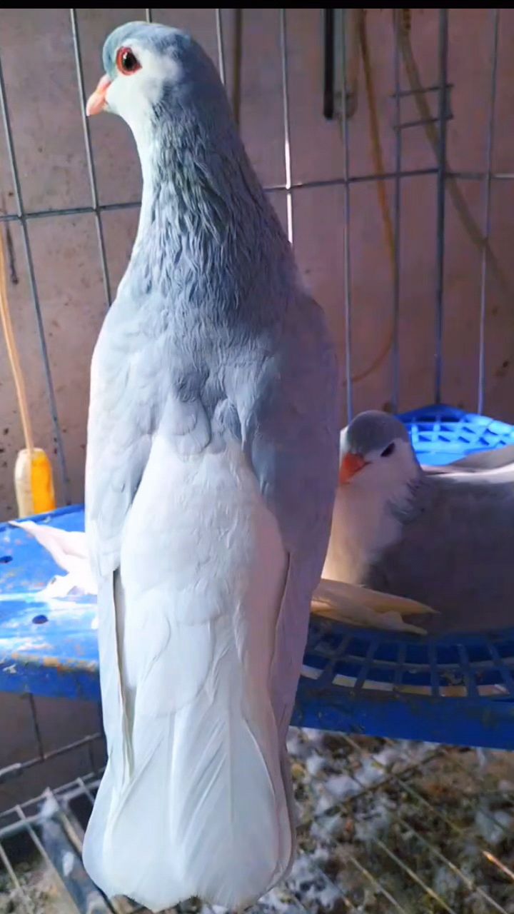 拉合尔观赏鸽喜欢的鸽友留下联系方式