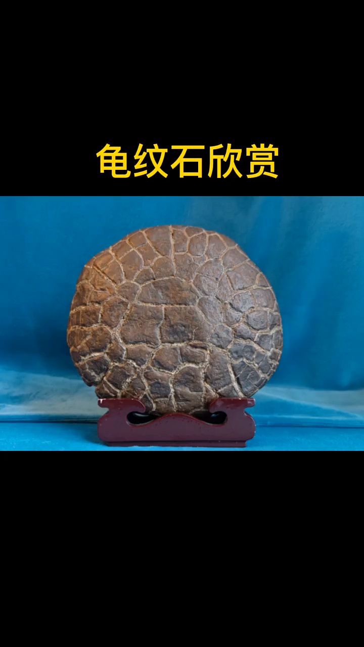 精品龟纹石欣赏