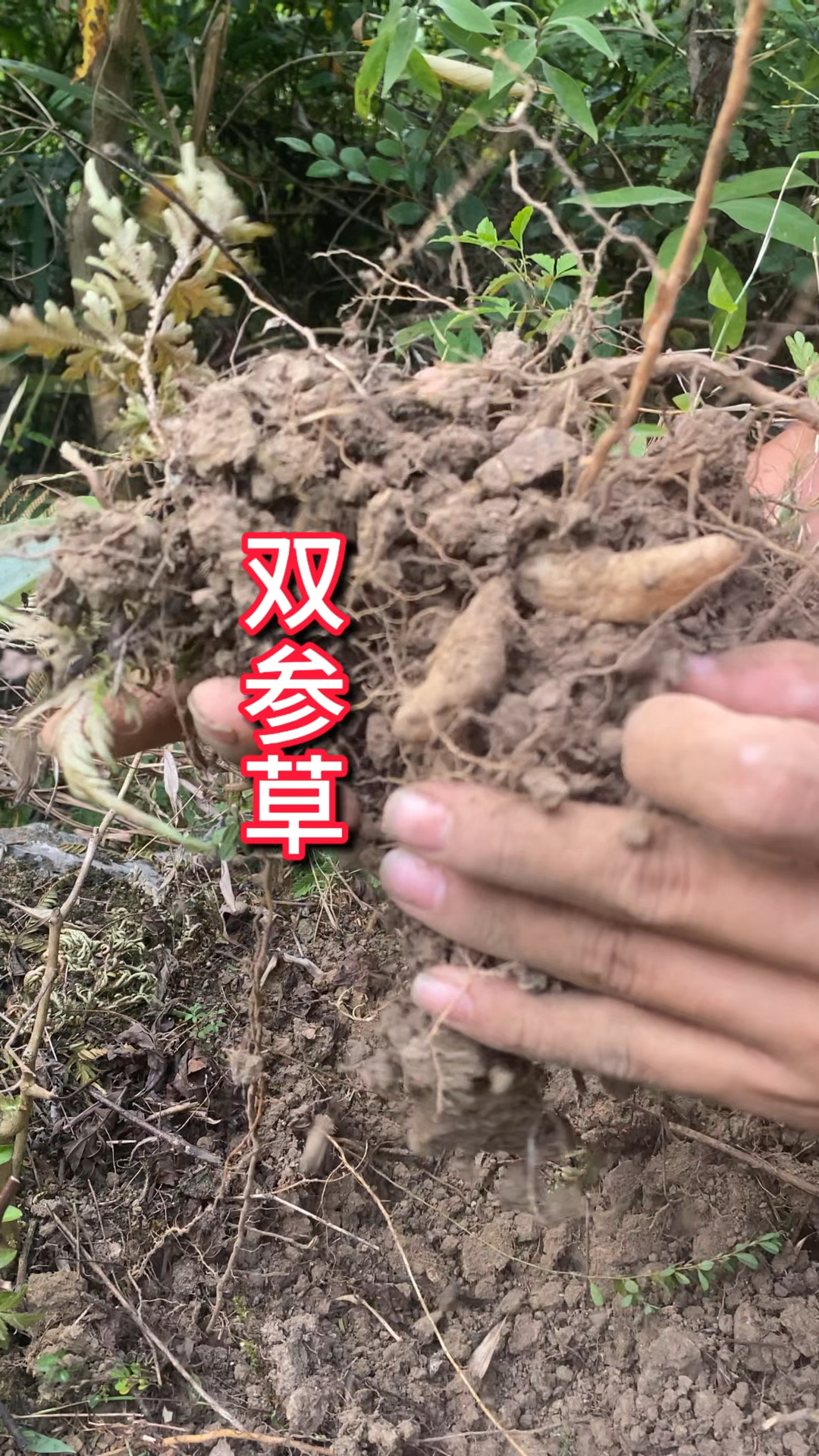 农村生活 三农 一日植物 双参草