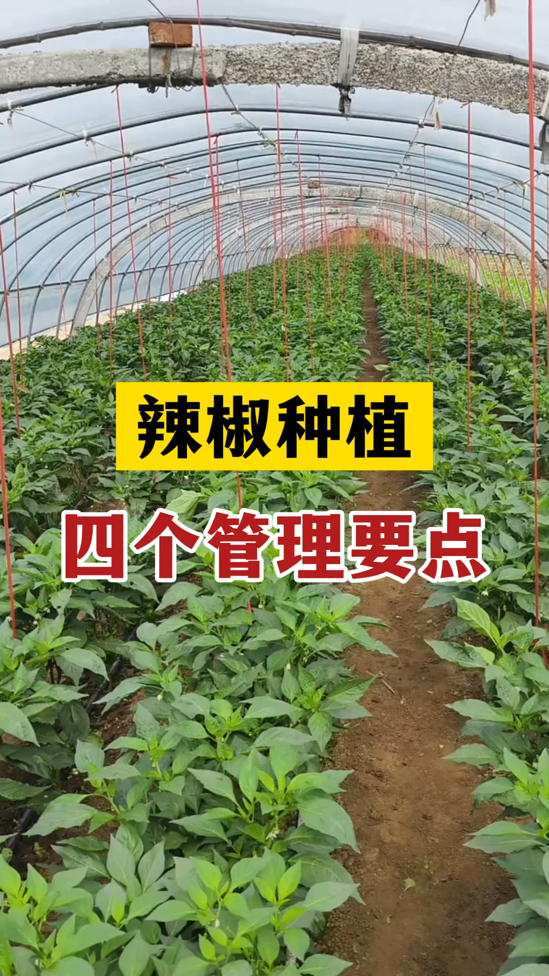 辣椒种植四个管理要点
