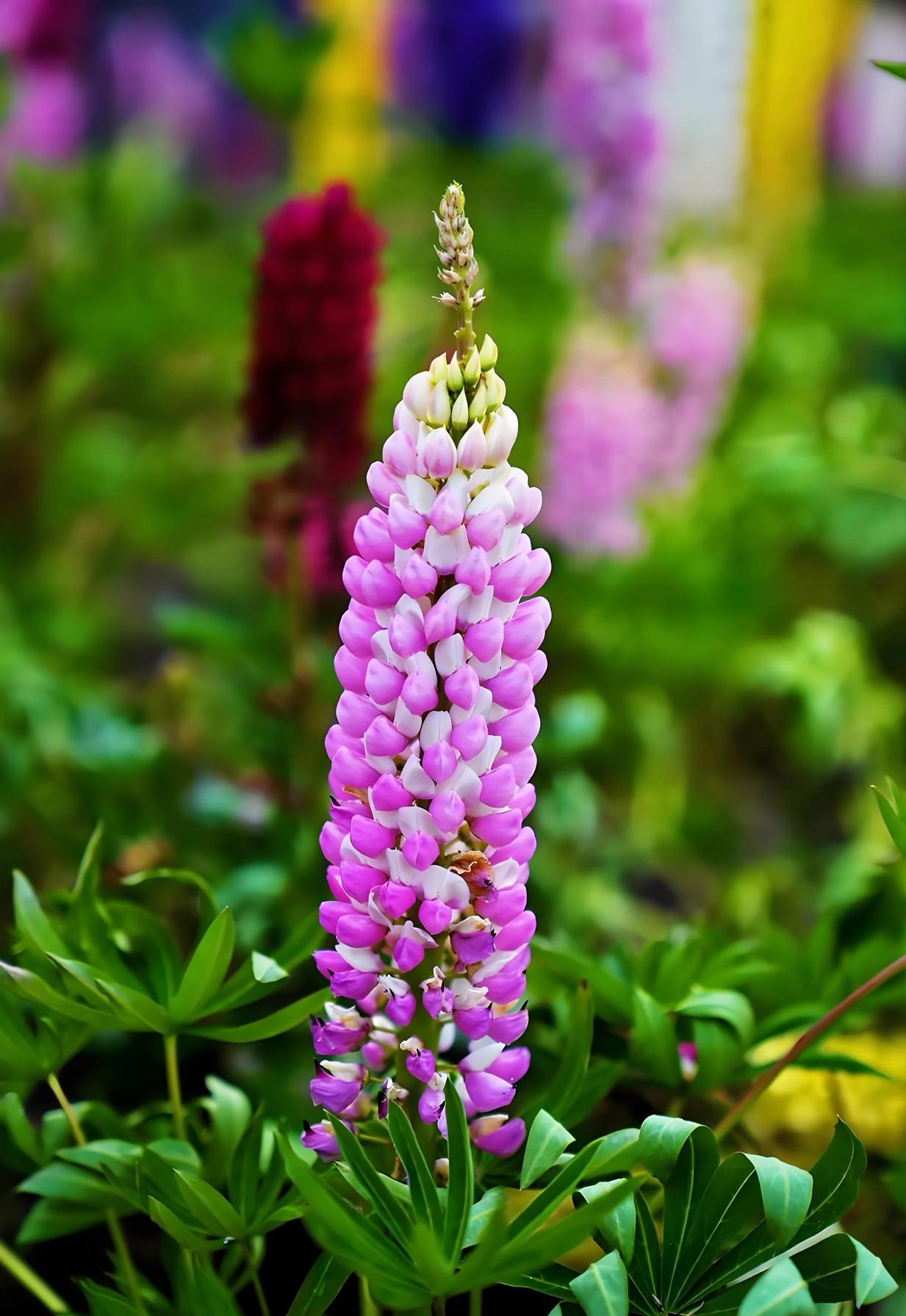 鲁冰花图片鲁冰花图片大全大图鲁冰花图片真实照片鲁冰花漂亮图片大全