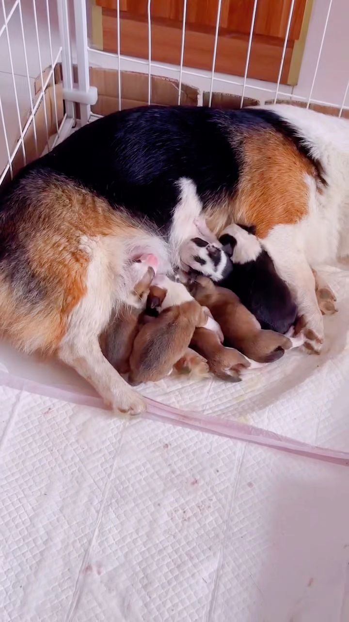 狗妈妈独自照顾小狗崽,累得不想起床