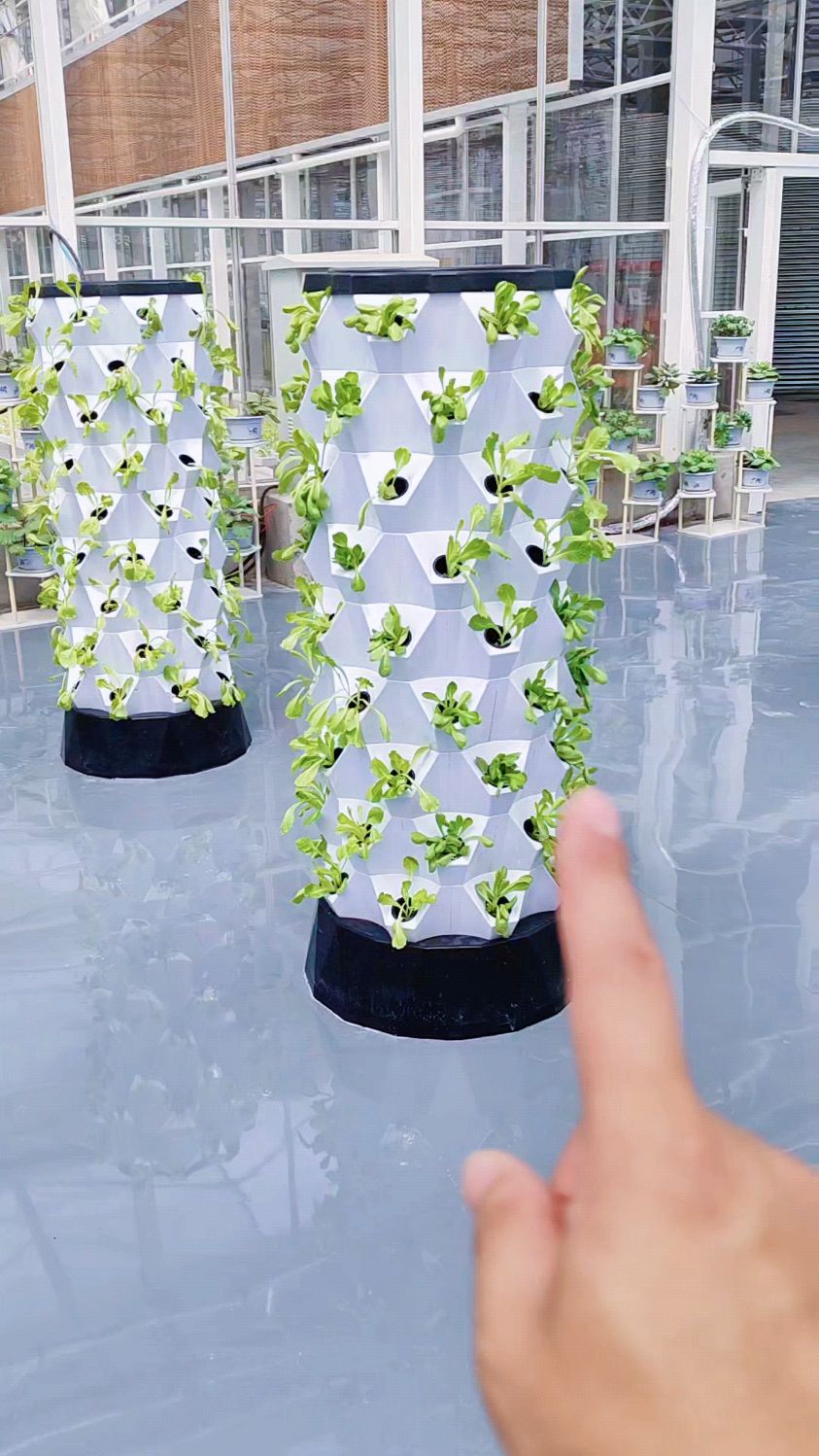 菠萝塔无土栽培技术介绍