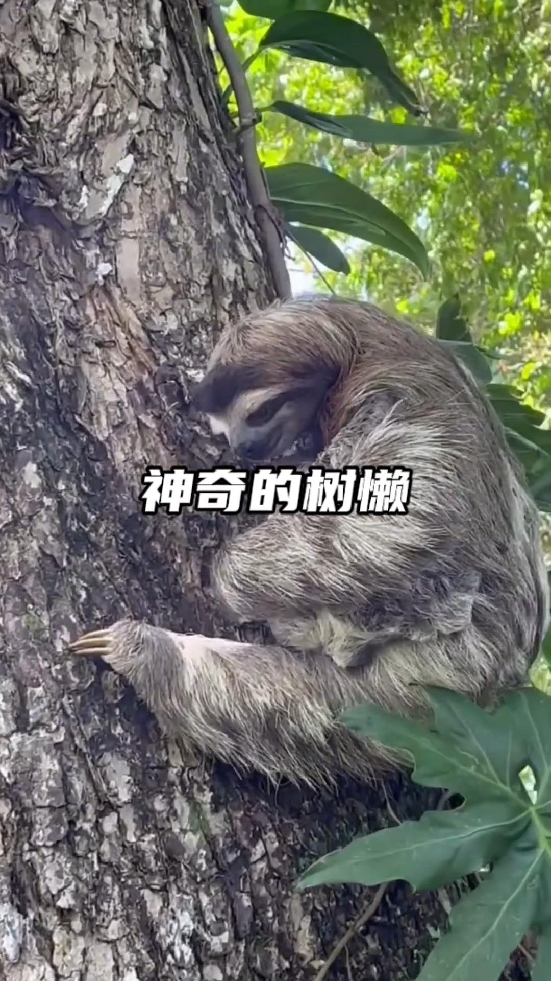 超级懒汉树懒有多慢?几米宽的马路要行走一两个小时