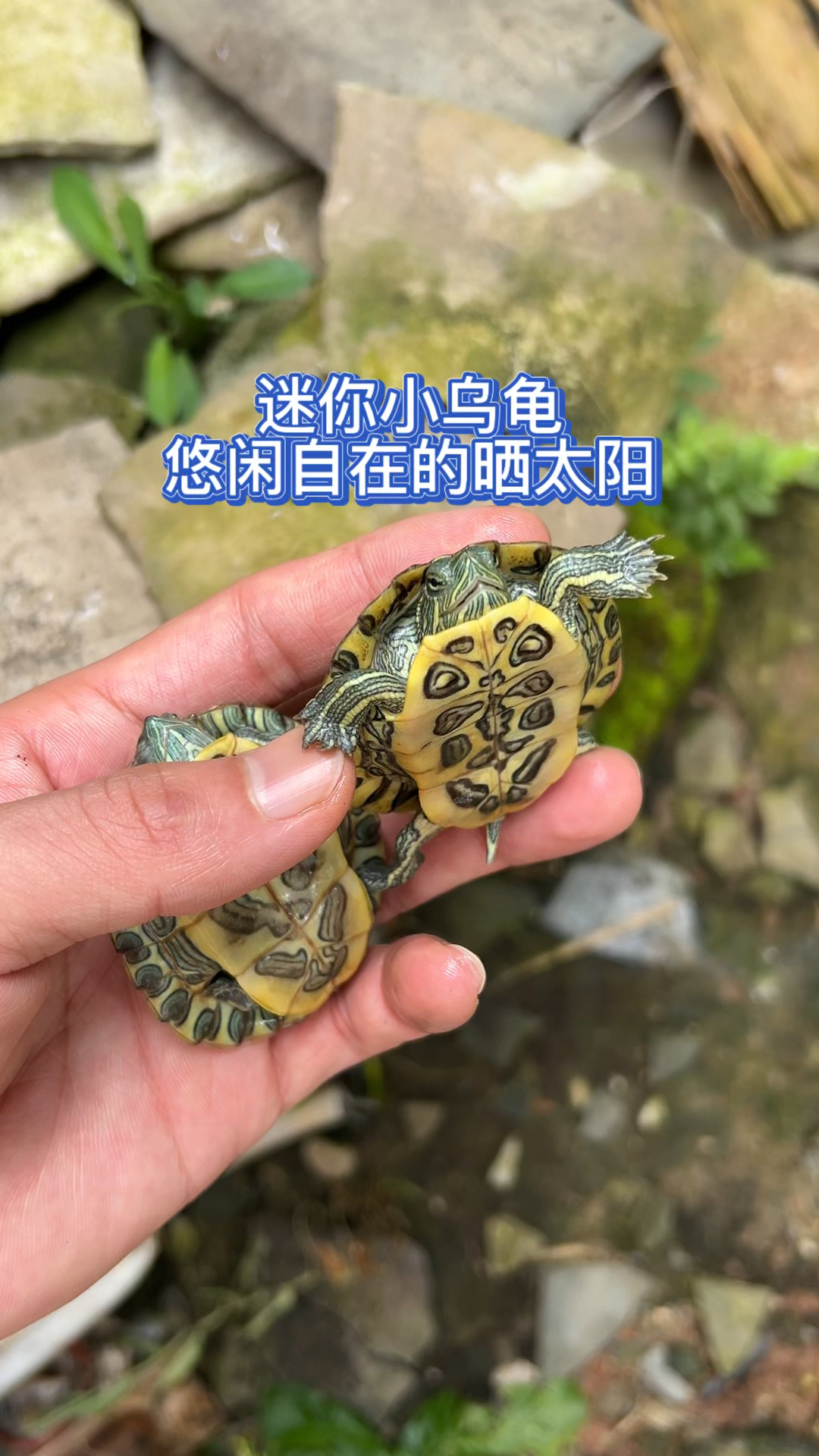 迷你小乌龟悠闲自在的在晒太阳