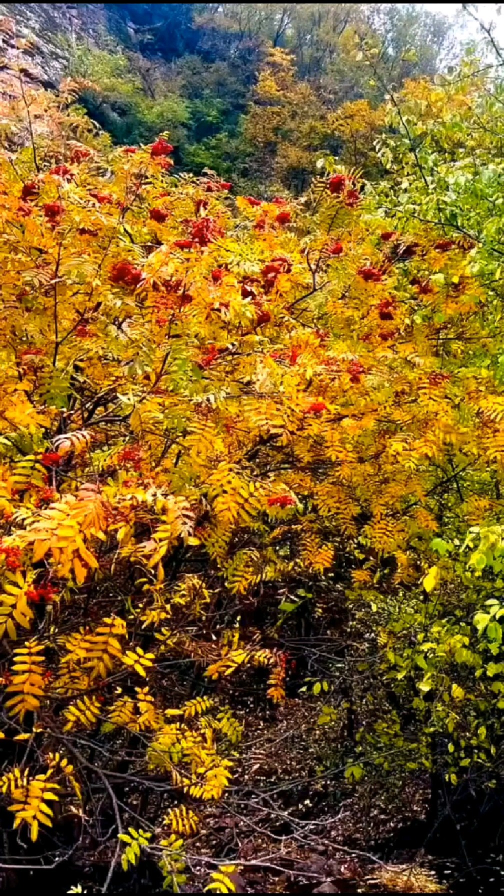 北方秋天景色的图片图片