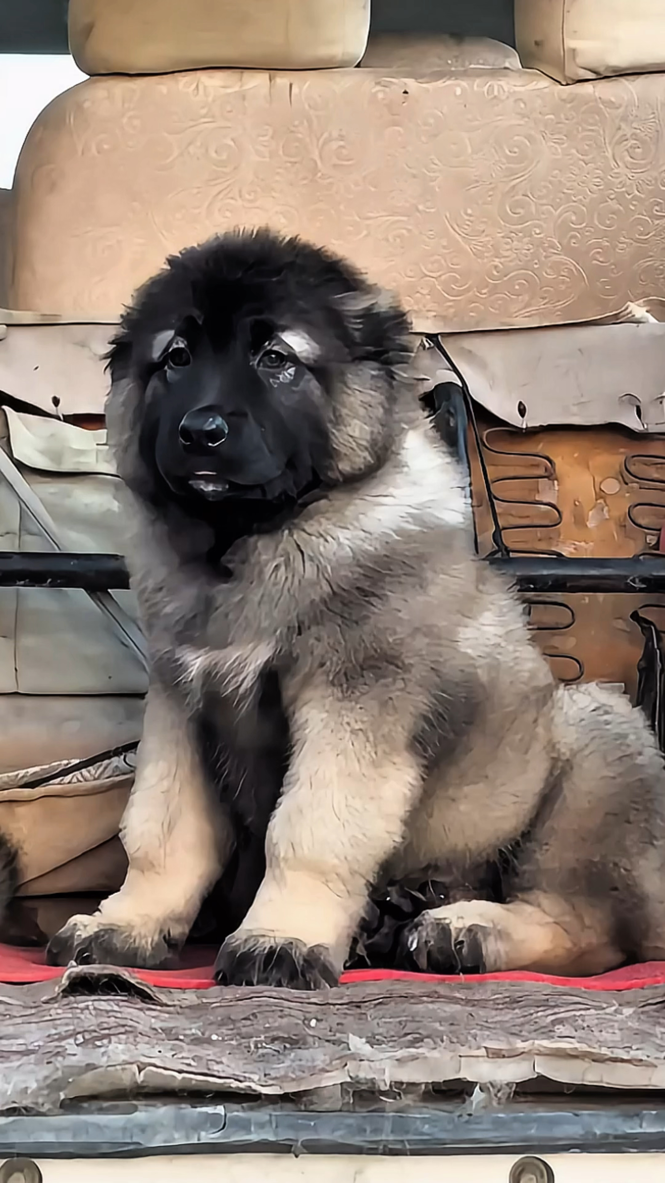 高加索犬,忠诚户主看家护院