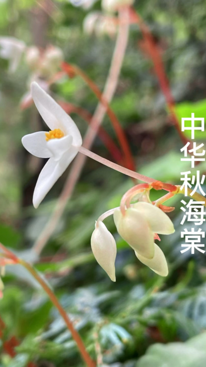 把中华秋海棠醉美的一面展现给大家