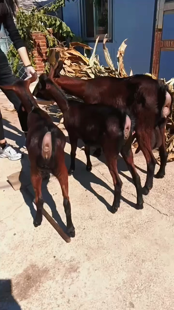 紫红紫红的颜色红鹿奶山羊娘仨