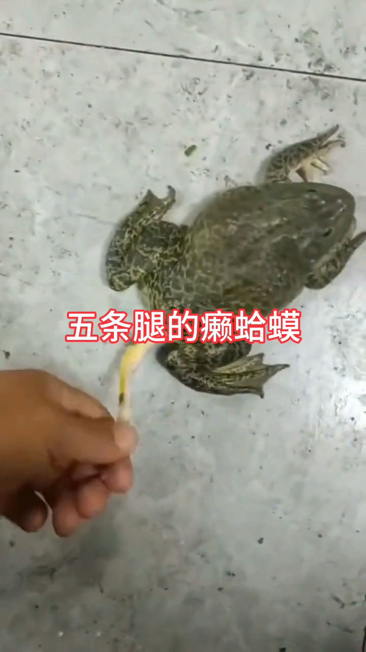 五条腿的动物图片图片