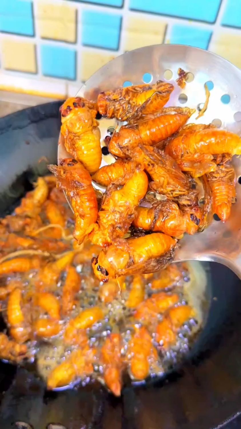 昆虫美食油炸白蝉嘎嘎酥脆,下酒神器!