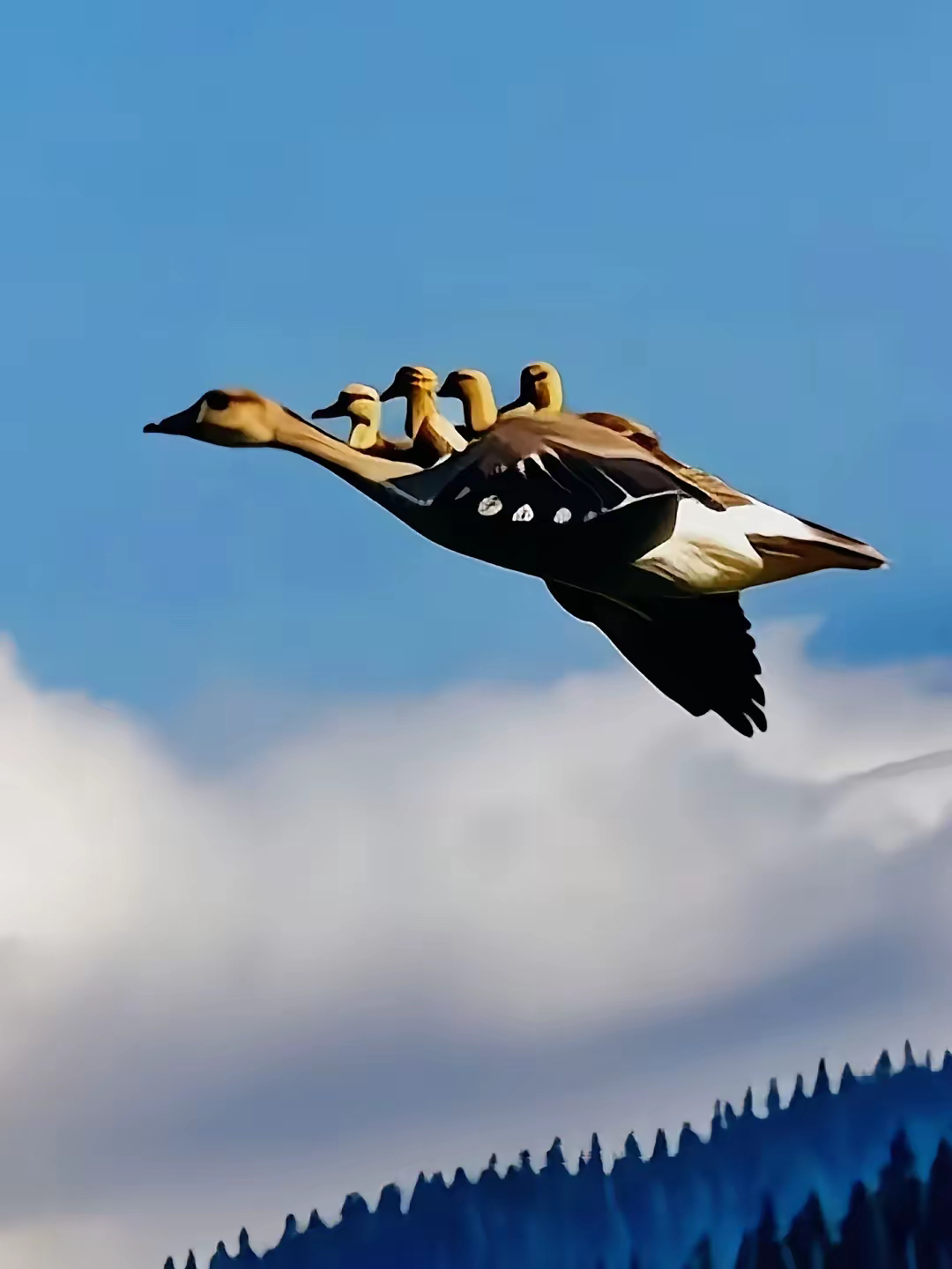 雁妈妈带着宝宝南飞,画面尽显伟大母爱,令人感动不已