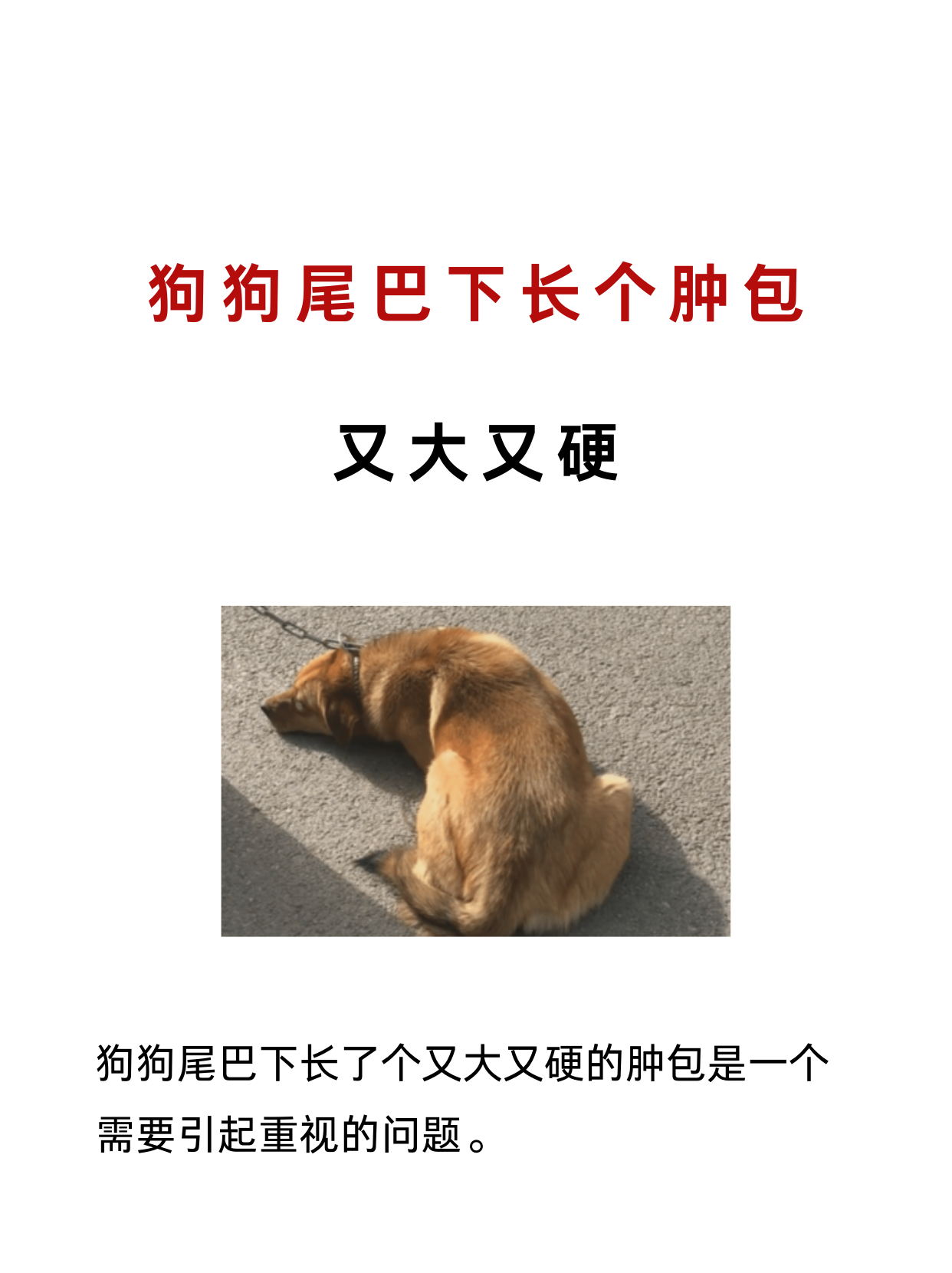 狗狗肛门下边鼓包了图片