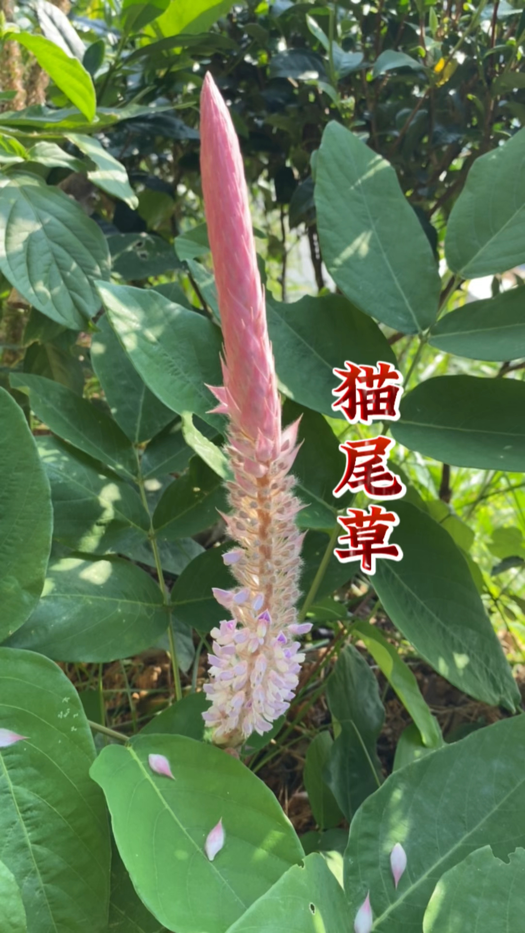 猫尾草也叫虎尾轮,你知道它的用处吗?