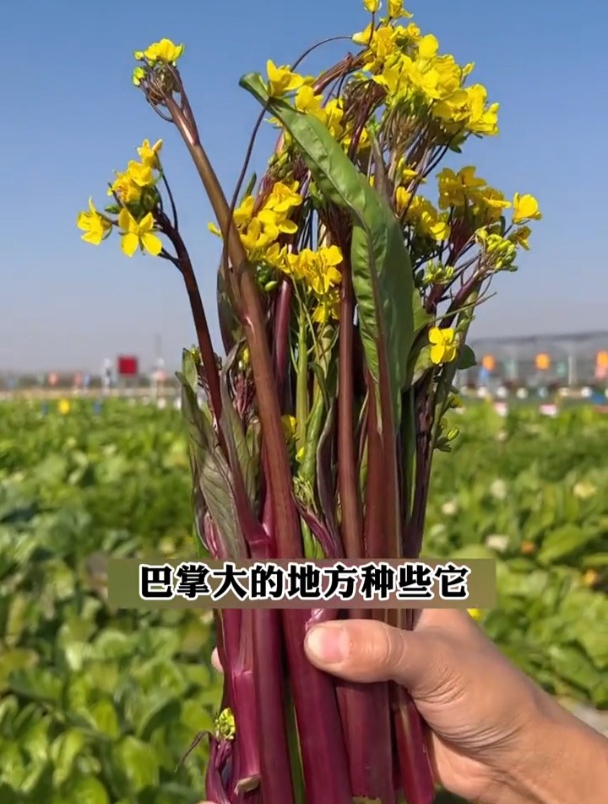 红杆蒿菜图片