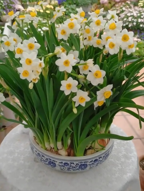 水仙开花正当时,种球丢水里,几天就能闻到花香!