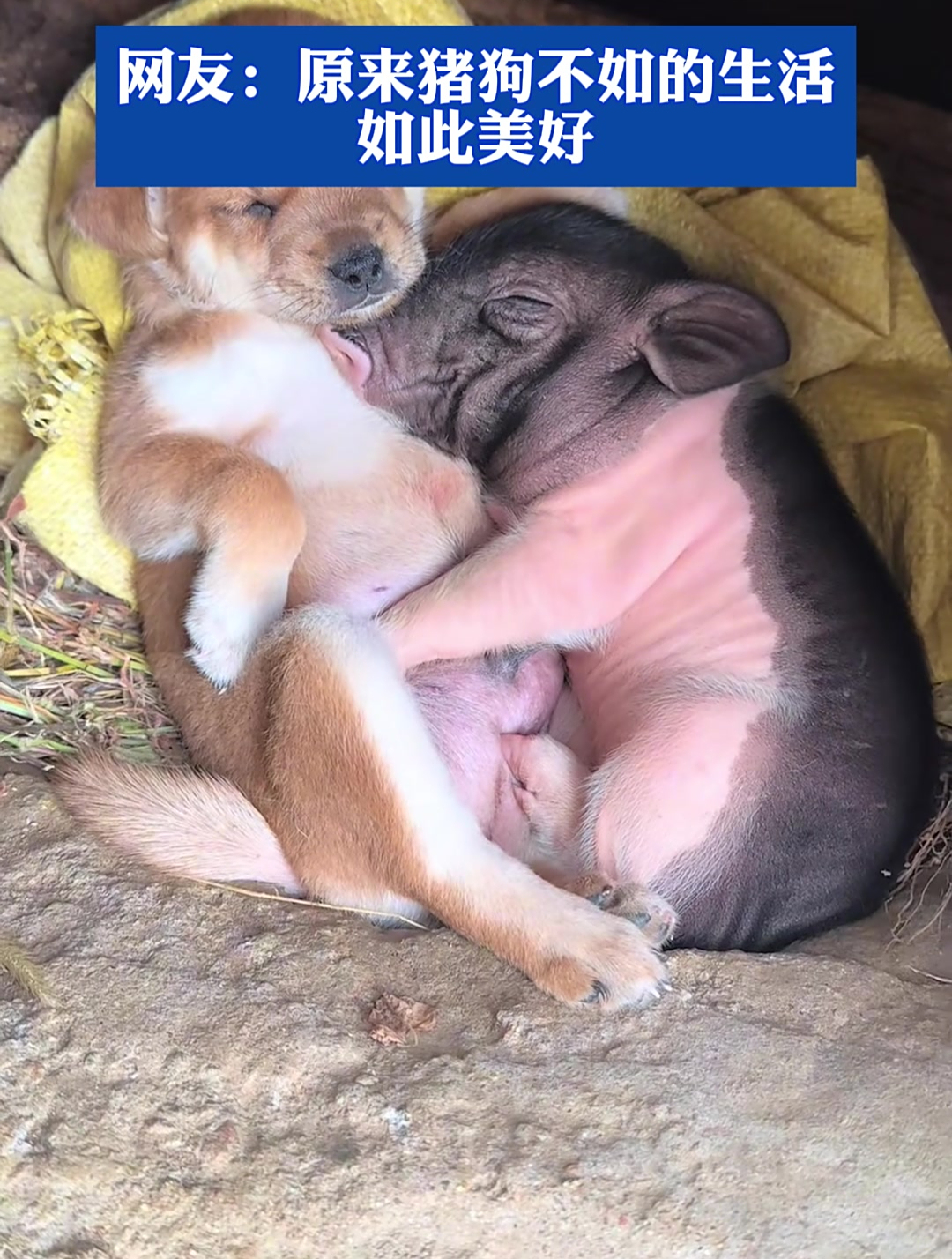 猪朋狗友在山洞里睡觉,网友:原来猪狗不如的生活如此美好