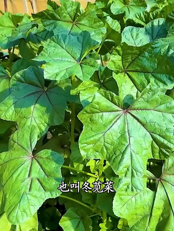 冬寒菜又叫冬苋菜,从二三十里面开始摘,越摘越旺!