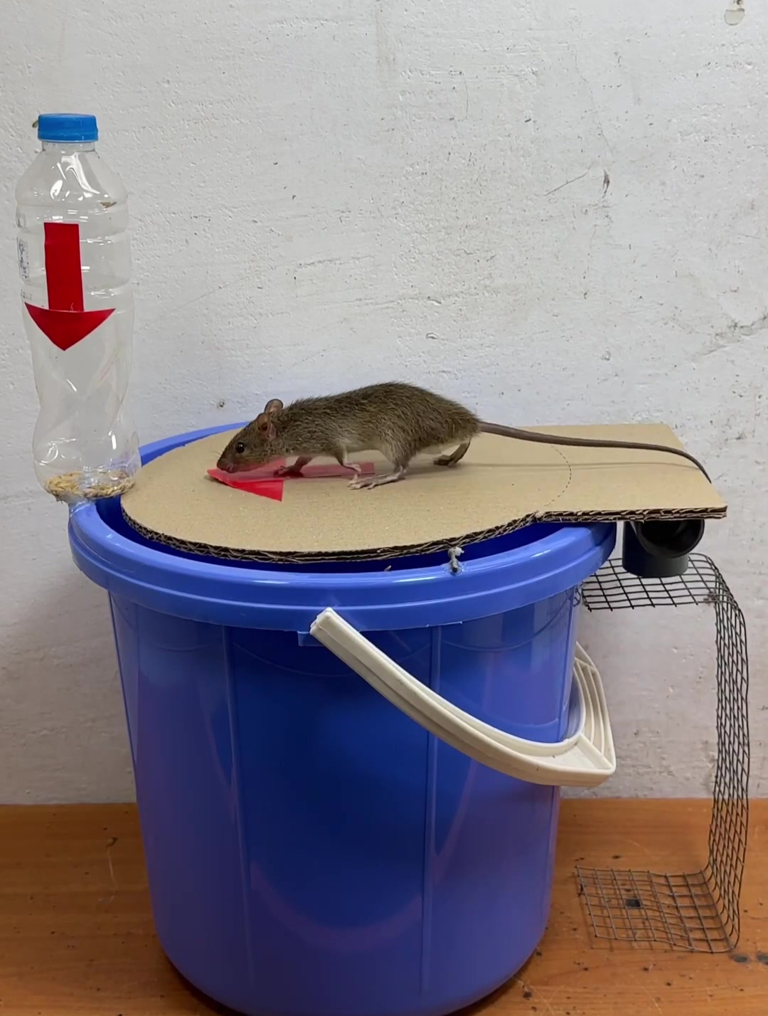 简单利用水桶和纸皮制作成的捕鼠器,老鼠一抓一个准!