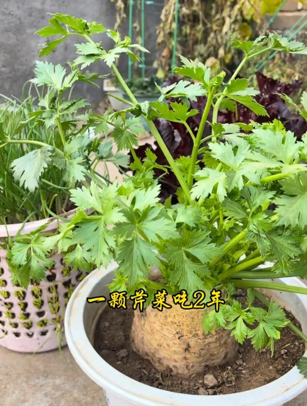 农村有种芹菜长着"肚子",茎叶都是宝,现在种的人少了!