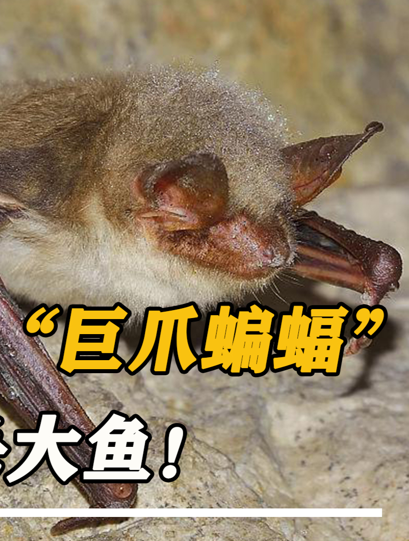 0.2秒绝杀大鱼,还有巨蟒为蝙蝠站岗