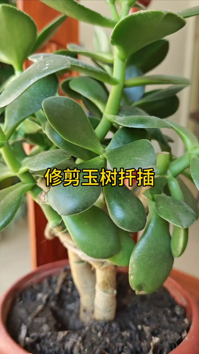 修剪玉树枝条扦插
