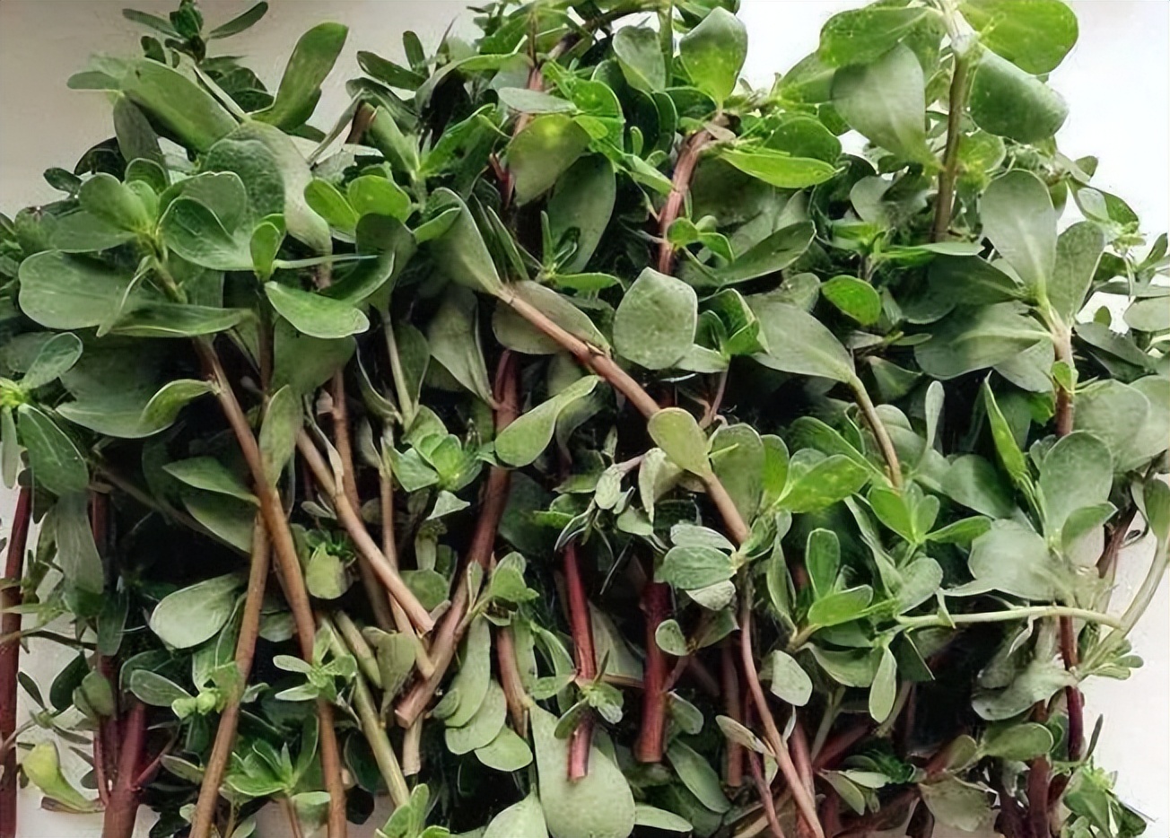 今天为大家介绍一种"药食同源" 的神奇之物,它既