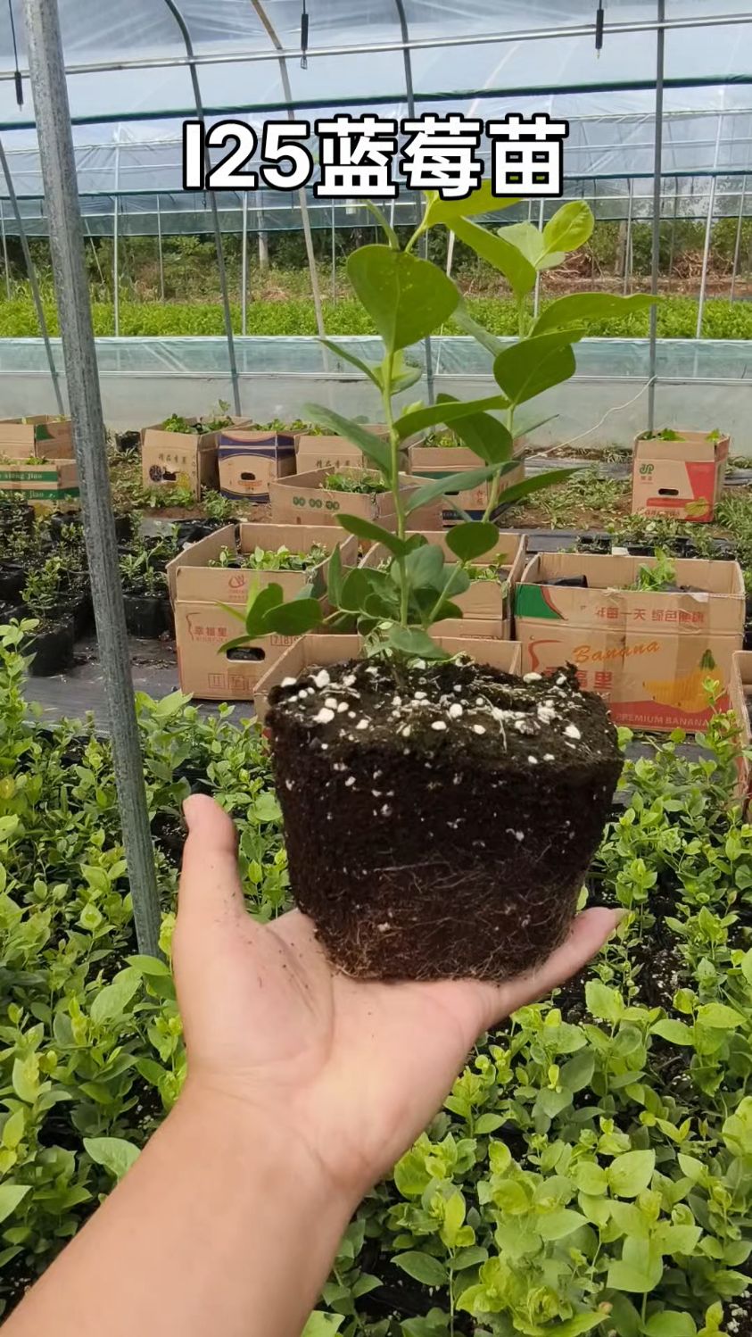 l25蓝莓苗品种基地,看我们的苗木品质如何