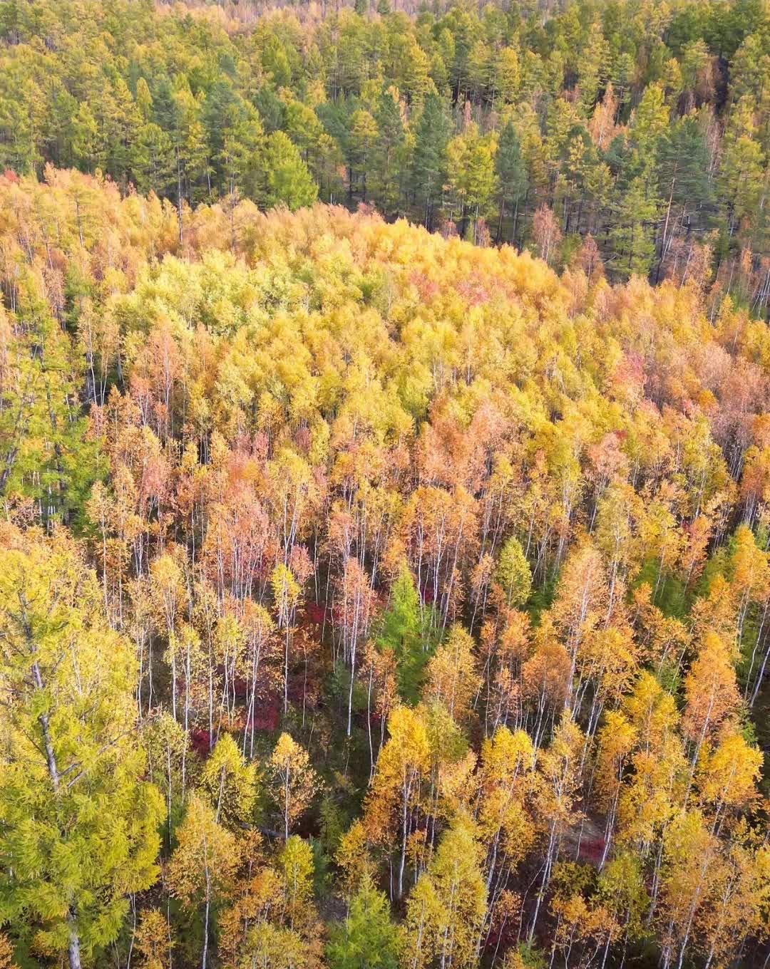 以为大兴安岭是那种特别高大树木茂密的山就像南方那种原始森林一样