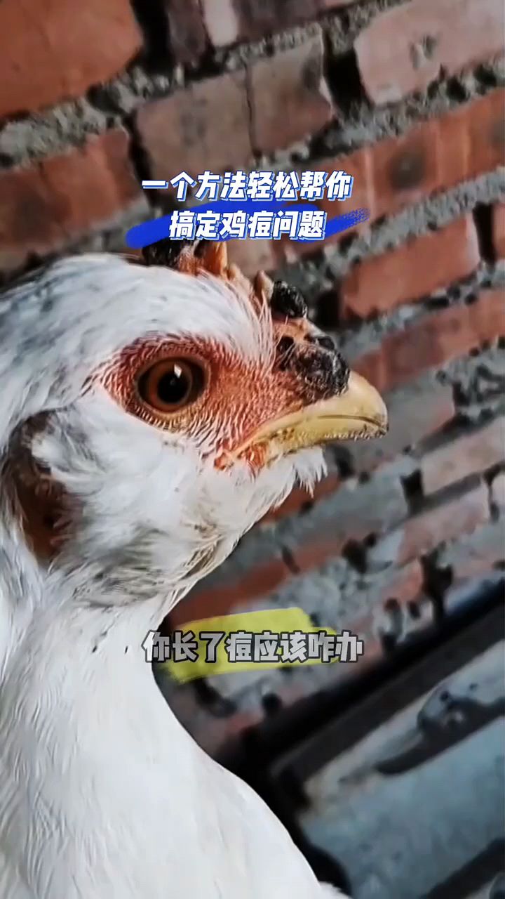 鸡长鸡痘怎么办啊