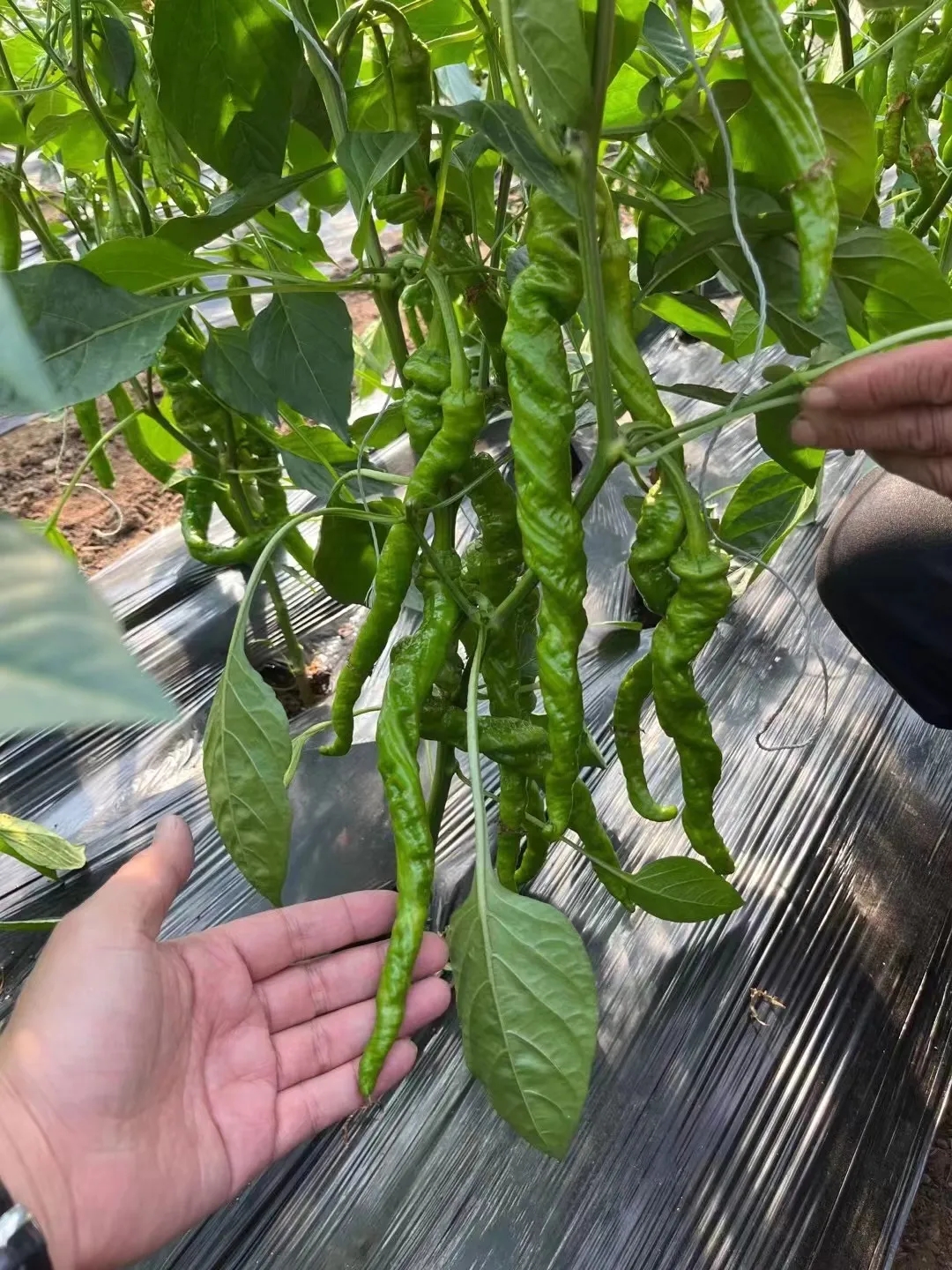 蔬菜品种介绍之辣椒 辣椒有很多品种,有螺丝椒,红圆椒,黄圆椒,长椒