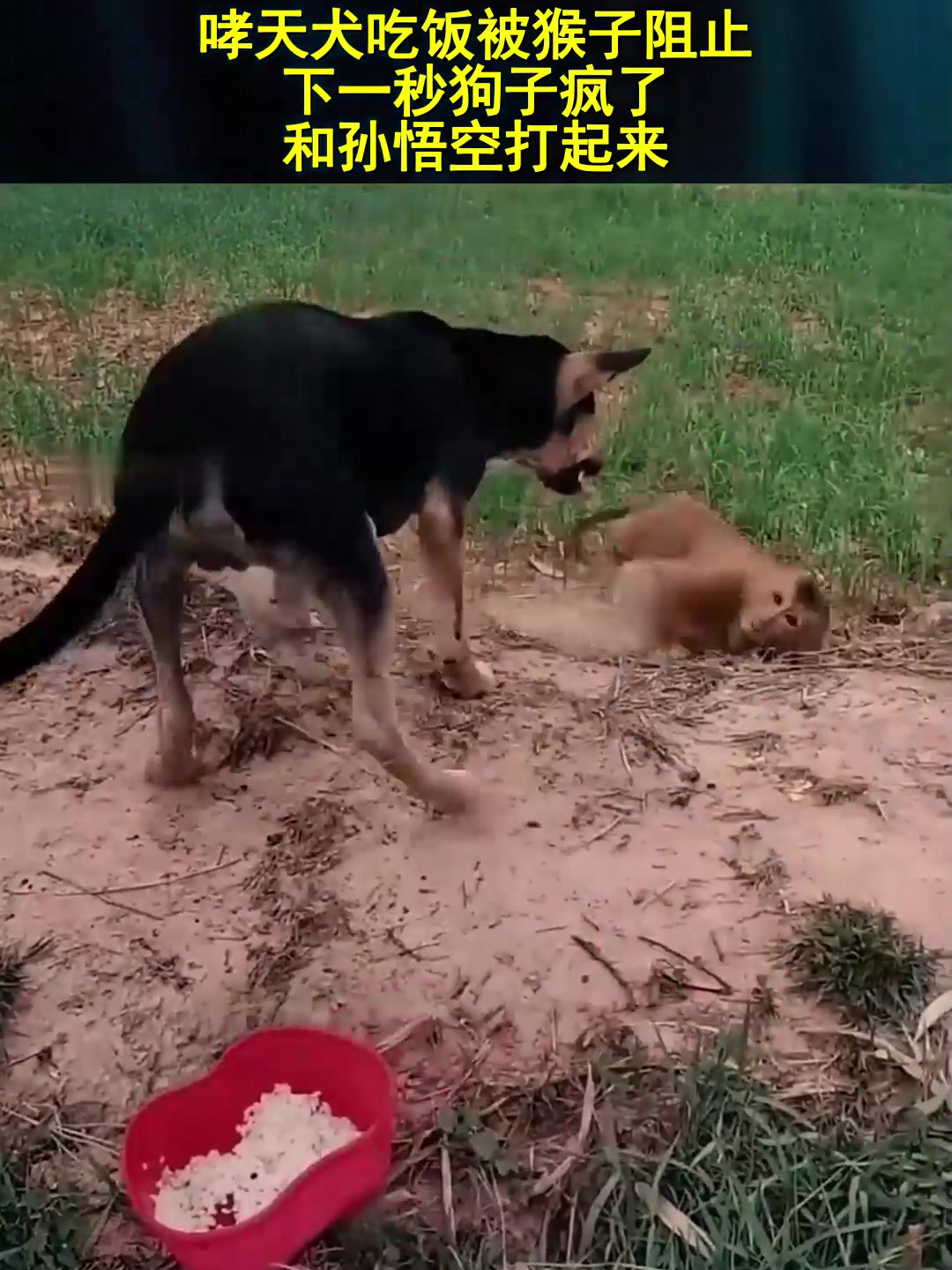 哮天犬吃饭被猴子阻止,下一秒狗子疯了,和孙悟空打起来!