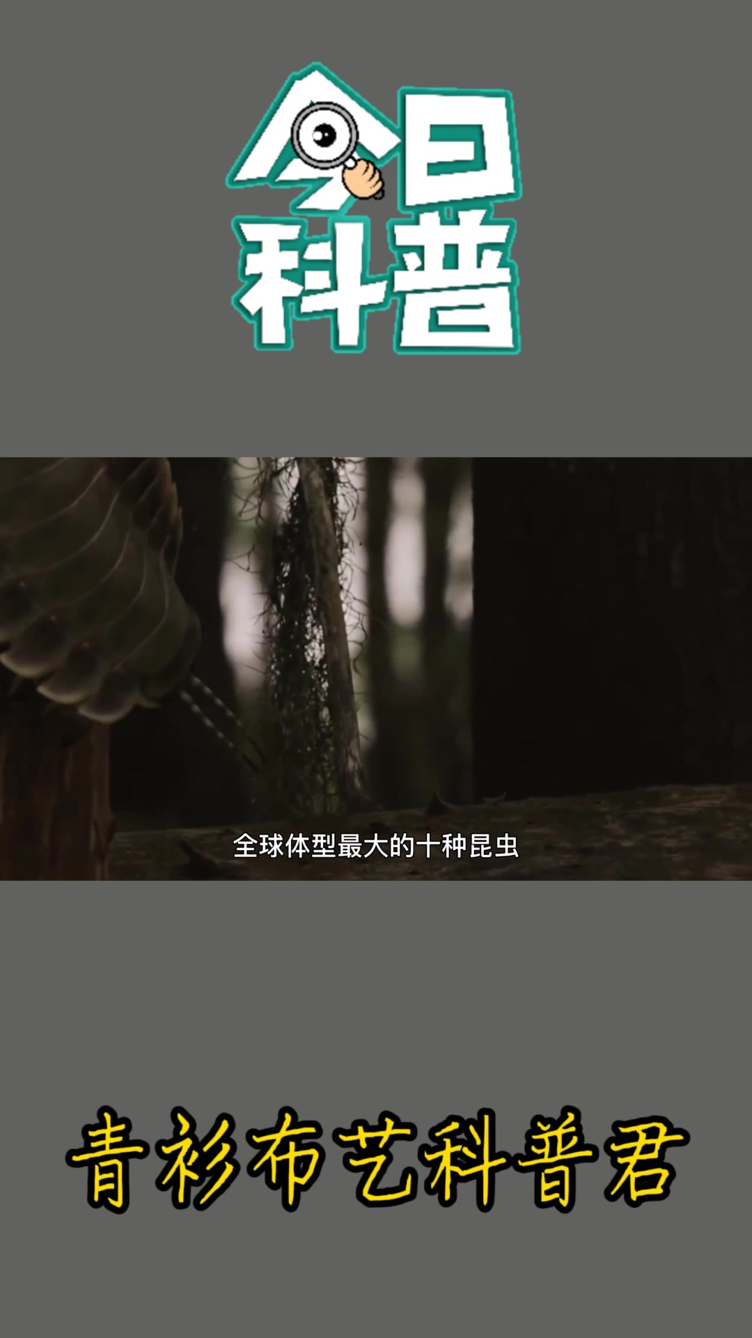 世界上体型最大的昆虫,你都认识几个?(上)