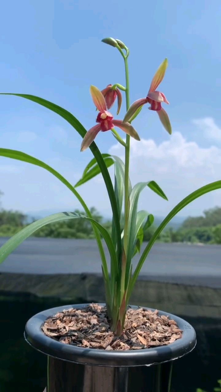 建兰经典品种仙山红