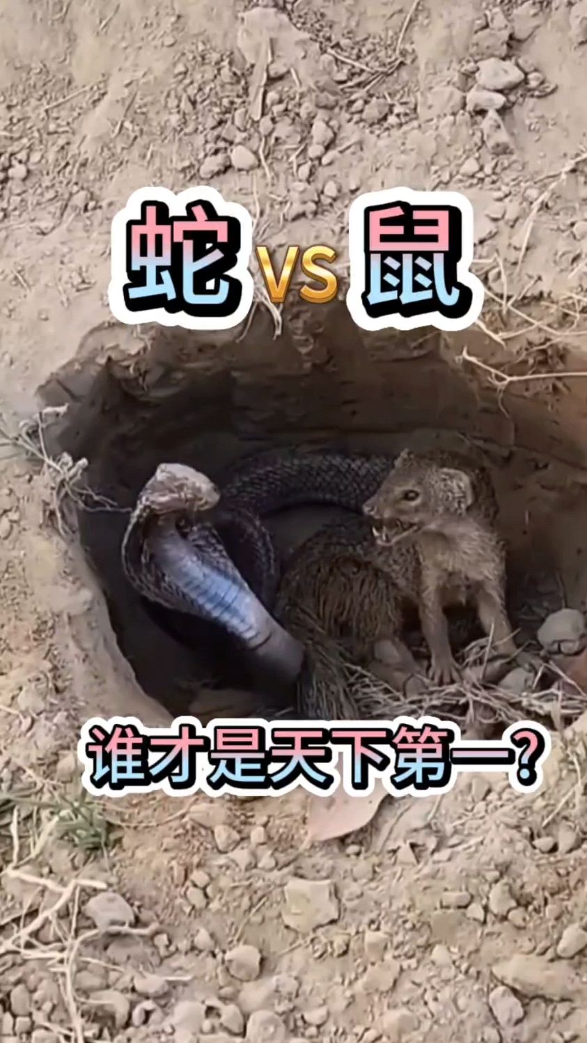蛇鼠大战,谁将是王者