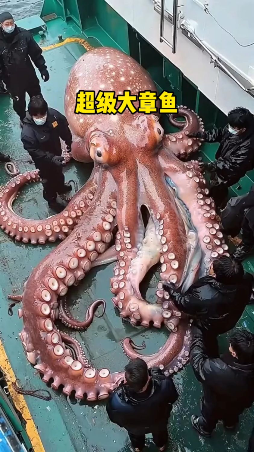 超级大章鱼头一次见
