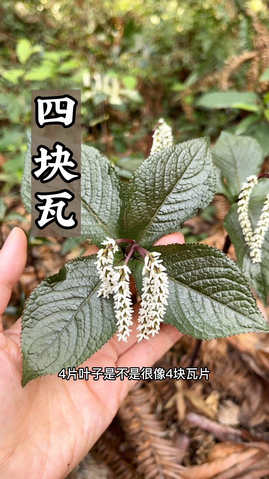 植物界中有一种植物叫四块瓦,学名宽叶金粟兰,它的价值很高