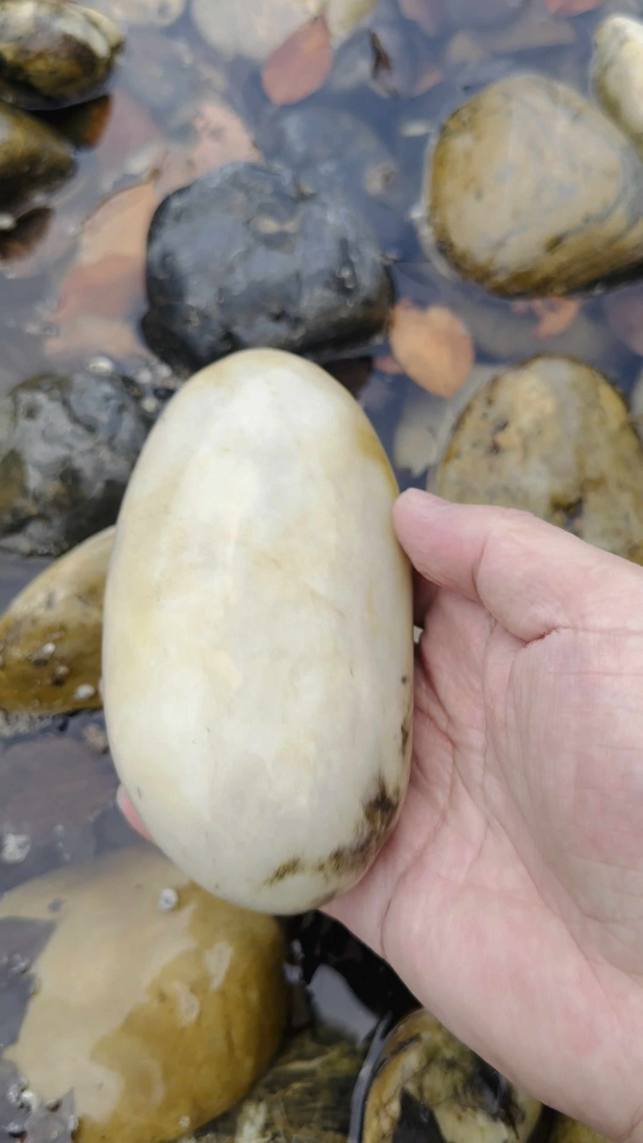 户外捡石之"白萝卜"之美