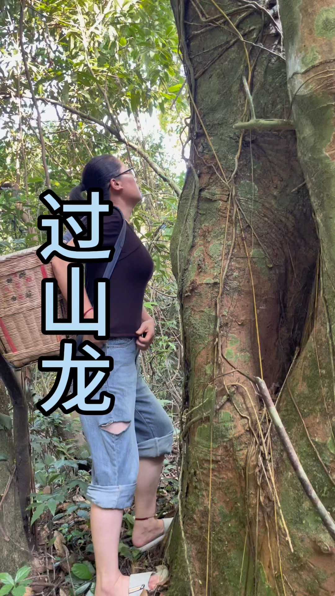 大家认识吗过山龙